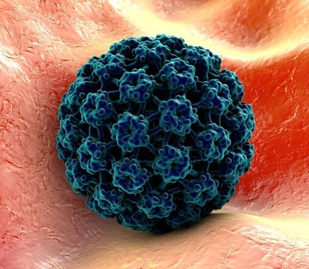 3D-model af HPV, der forårsager vorter på hænderne